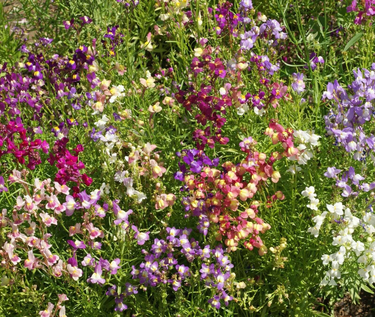 5000 Snapdragon Fairy Bouquet Mix - Dwarf 8-14" Linaria Marroccana Flower Seeds | www.seedsplantworld.com