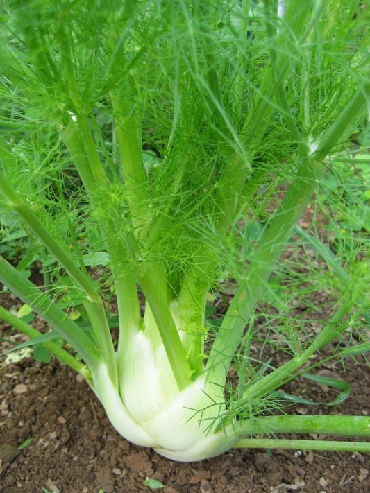 250+ Florence Fennel Salad Garden NON-GMO Vegetable Seeds | www.seedsplantworld.com