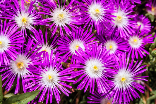 25 Stardust Ice Plant Mesembryanthemum Delosperma Floribunda Purple Flower Seeds | www.seedsplantworld.com