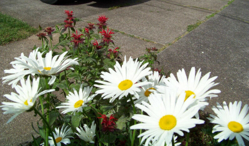 600 Daisy Shasta Alaska Perennial White Flower Seeds | www.seedsplantworld.com