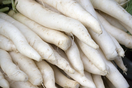 300 Radish Japanese Minowase White Giant 2 Feet Long! Daikan Vegetable Seeds | www.seedsplantworld.com