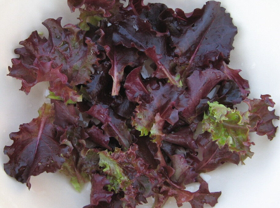 730 Lettuce Ruby Red Leaf Salad Greens Vegetable Seeds | www.seedsplantworld.com