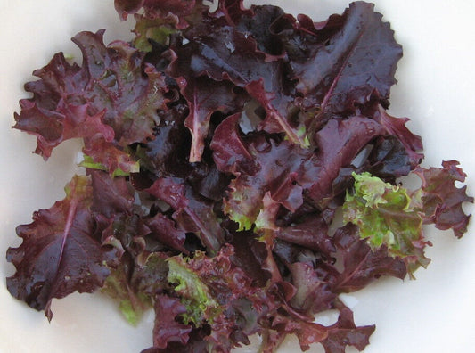 730 Lettuce Ruby Red Leaf Salad Greens Vegetable Seeds | www.seedsplantworld.com