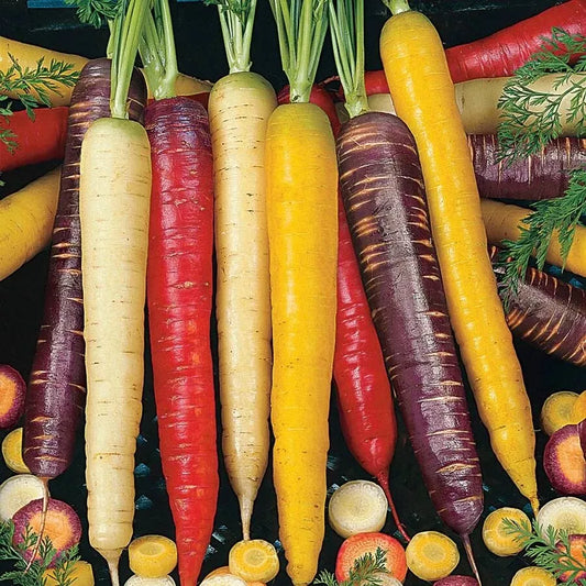 100 Rainbow Carrot Blend Mix Seeds Non Gmo Heirloom Vegetable Seeds | www.seedsplantworld.com