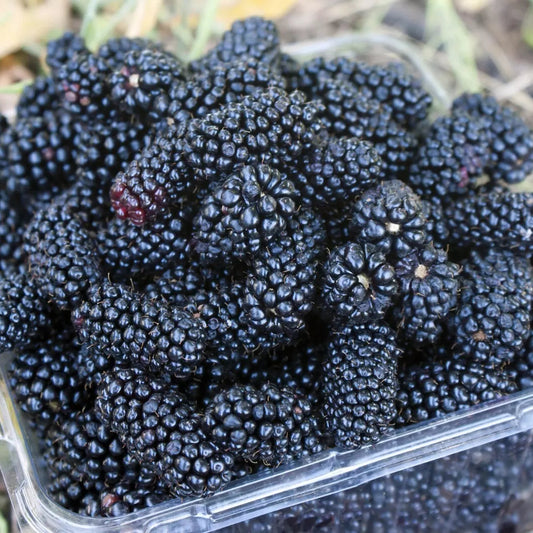 Boysenberry Blackberry (2 Varieties) Original and Thornless Fruit Plants | www.seedsplantworld.com