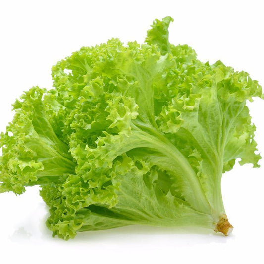 250 Lettuce Tango For Salad Greens Vegetable Seeds | www.seedsplantworld.com