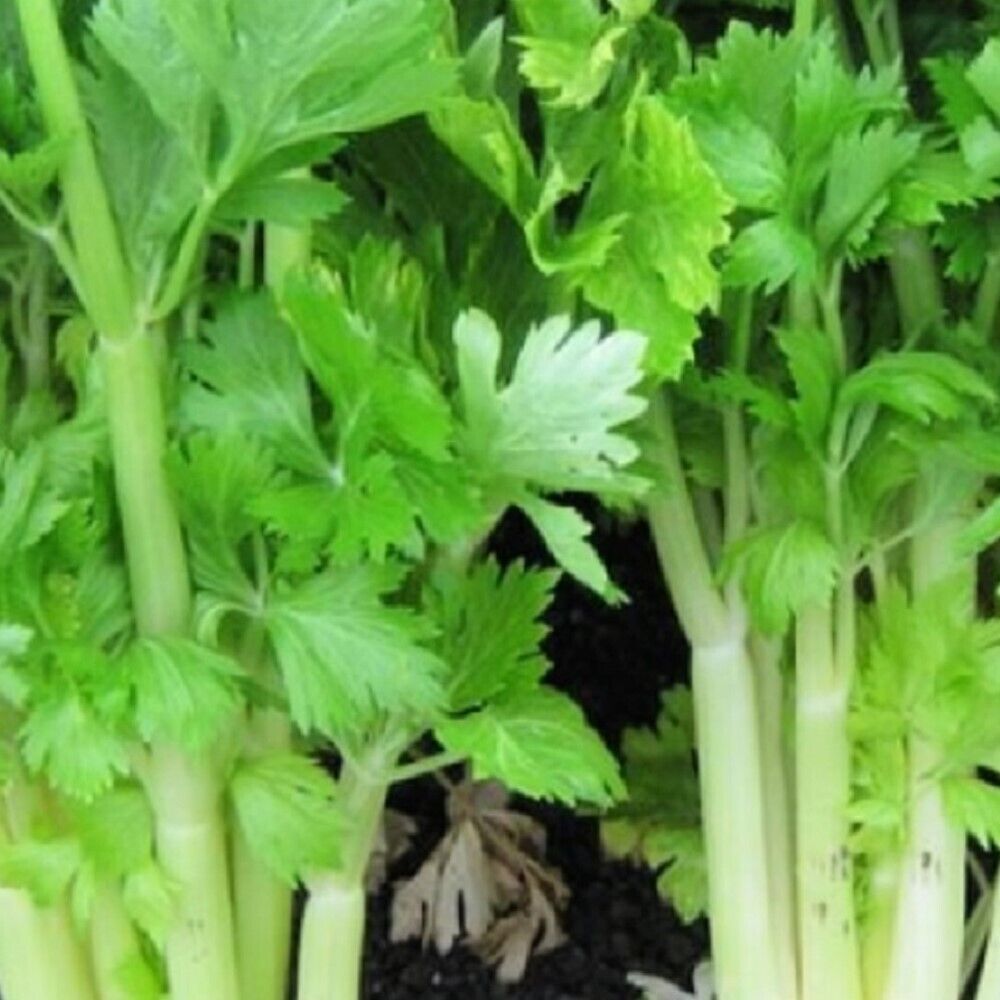 150 Golden Celery NON-GMO Heirloom Vegetable Seeds | www.seedsplantworld.com