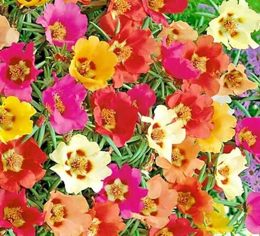 3000 Moss Rose Grandiflora Spring Mix Flowers Groundcover Butterflies Flower Seeds | www.seedsplantworld.com