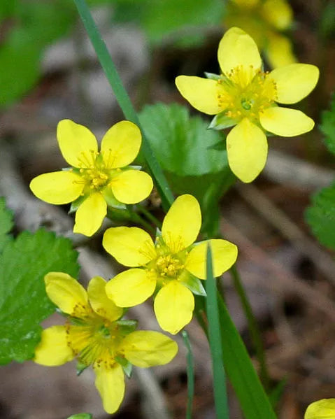 100 Yellow Avens Geum Aleppicum Moist Wetland Flower Seeds | www.seedsplantworld.com