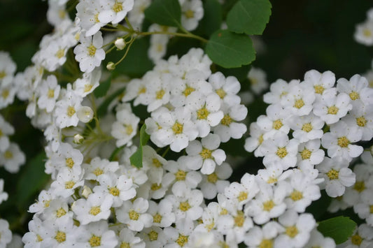 Snowmound Spirea Live Plant 6-12 Inches Tall In A Quart Pot