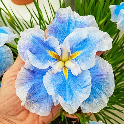 1 Japanese Iris Ice Cream Bare Root Rhizome Huge 6" Perennial Blooms Rooted Plant