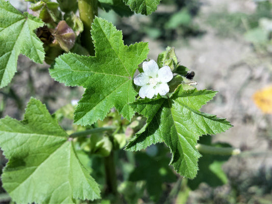 100 Chinese Mallow Malva Verticillata Cluster Musk Flower Herb Vegetable Seeds | www.seedsplantworld.com