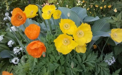 Welsh Poppy, 154+ Seeds