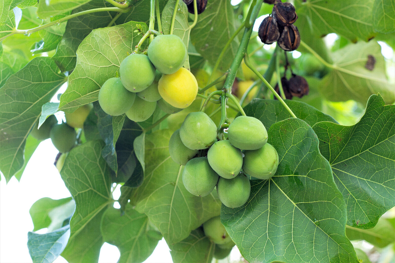 5 Physic Nut Barbados Purging Jatropha Curcas Tree Seeds | www.seedsplantworld.com