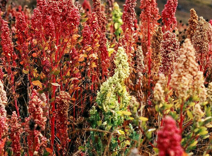 100+ Brilliant Rainbow Quinoa Greens NON-GMO Vegetable Seeds | www.seedsplantworld.com