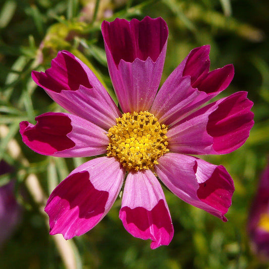 150 Cosmos Sea Shells Seashells Shell Flower Seeds | www.seedsplantworld.com