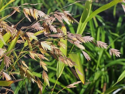 Northern Sea Oats, 200 Seeds