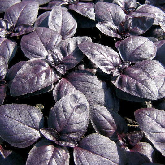 240 Basil Red Rubin Herb Basil Vegetable Seeds | www.seedsplantworld.com