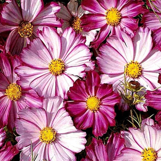 100 Ct Cosmos Picotee Cosmo Bipinnatus Flower Seeds | www.seedsplantworld.com