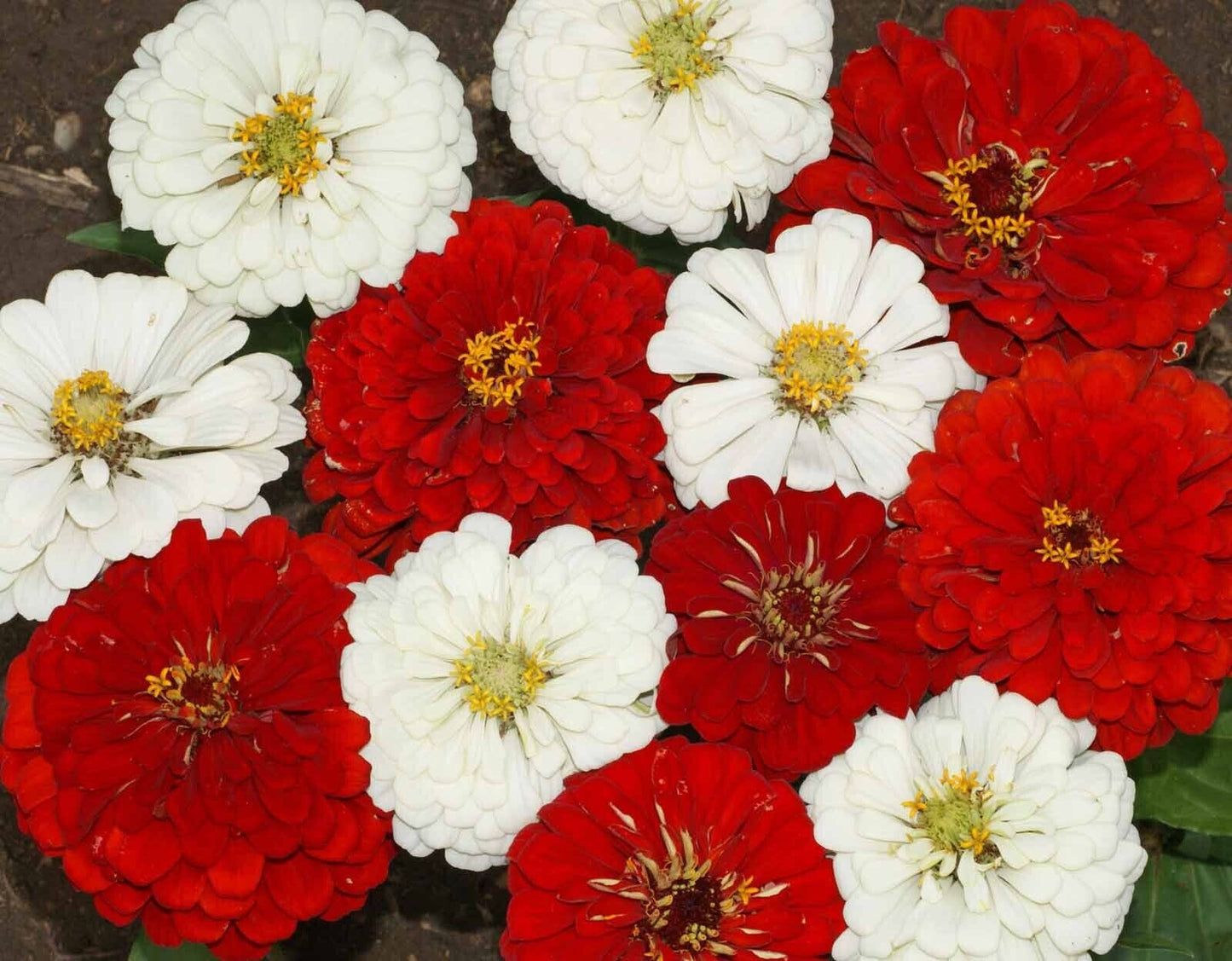 100+ Stop Sign Zinnia Flower Elegans Annual Red White Flower Seeds | www.seedsplantworld.com