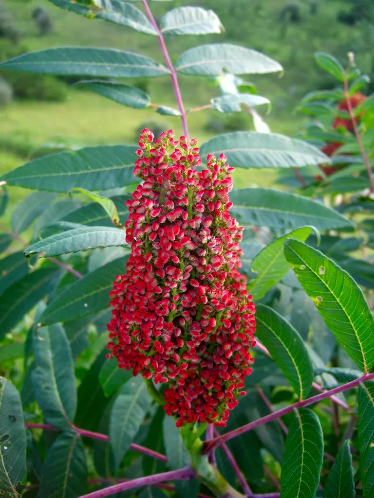 75 Smooth Sumac Tree Red Berries Rhus Glabra Borealis Seeds | www.seedsplantworld.com