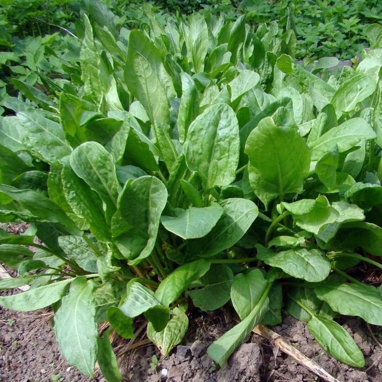 300+ Sorrel Broadleaf Garden Heirloom Perennial NON-GMO Herb Seeds | www.seedsplantworld.com