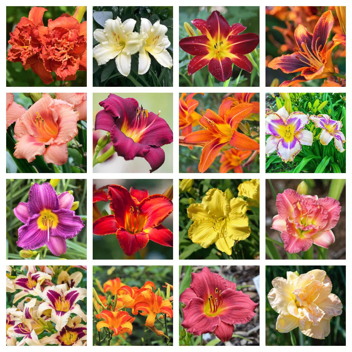 10 Mixed Colors Daylily Hemerocallis Day Lily Fine Mix Red Purple Flower Seeds | www.seedsplantworld.com