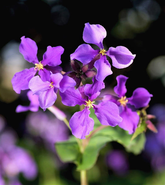 500 Purple February Orchid Violet Cress Orychophragmus Flower Vegetable Seeds | www.seedsplantworld.com