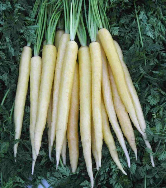 150 Carrot Lunar White Vegetable Seeds | www.seedsplantworld.com