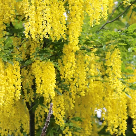 Golden Chain Tree Laburnum Anagyroides 30-42 Inches Tall Live Plant Potted Tree | www.seedsplantworld.com