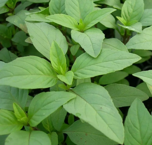 500 Lime Basil Seeds Heirloom Non-GMO Herb Seeds | www.seedsplantworld.com