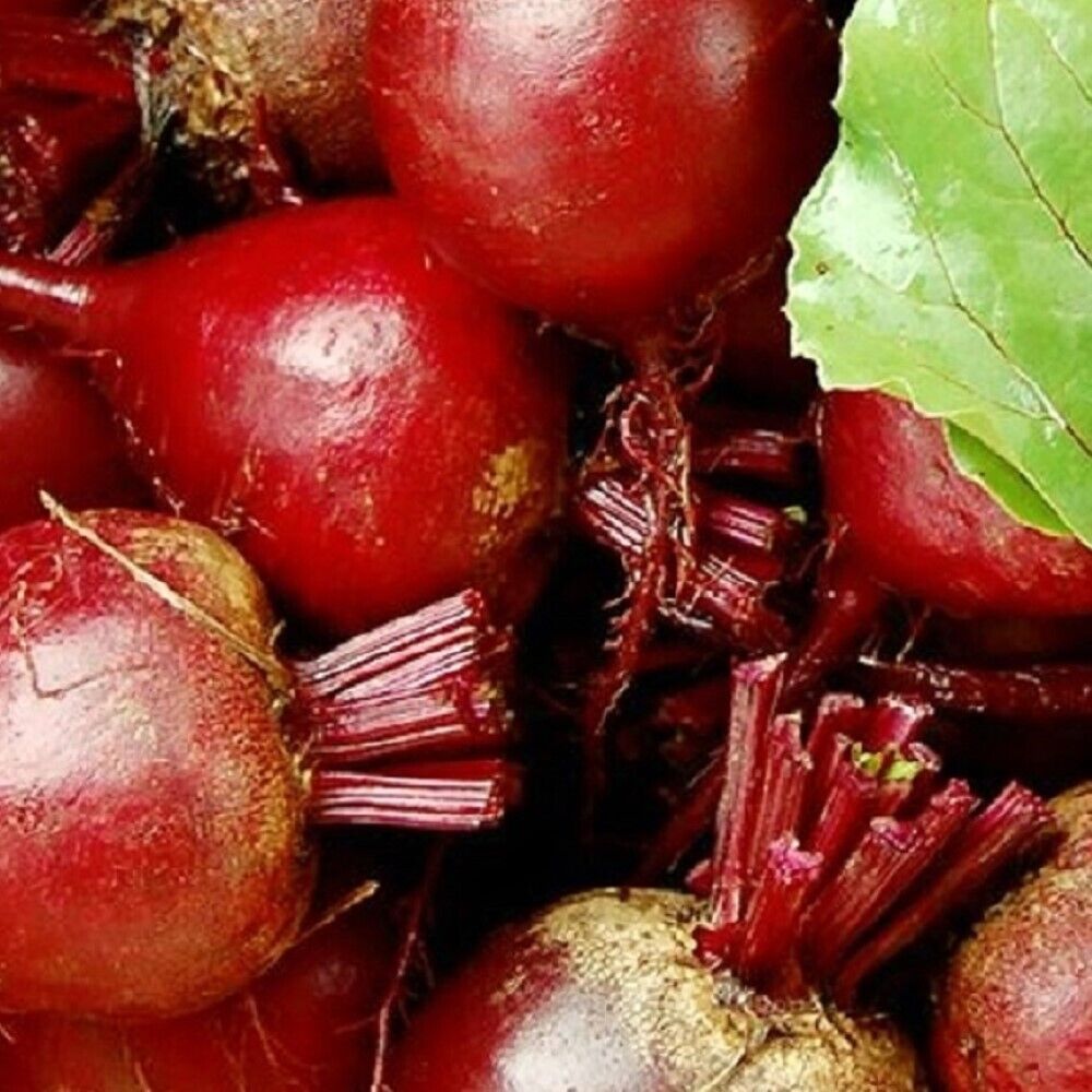 100 Dark Red Detroit Beet NON-GMO Heirloom Vegetable Seeds | www.seedsplantworld.com