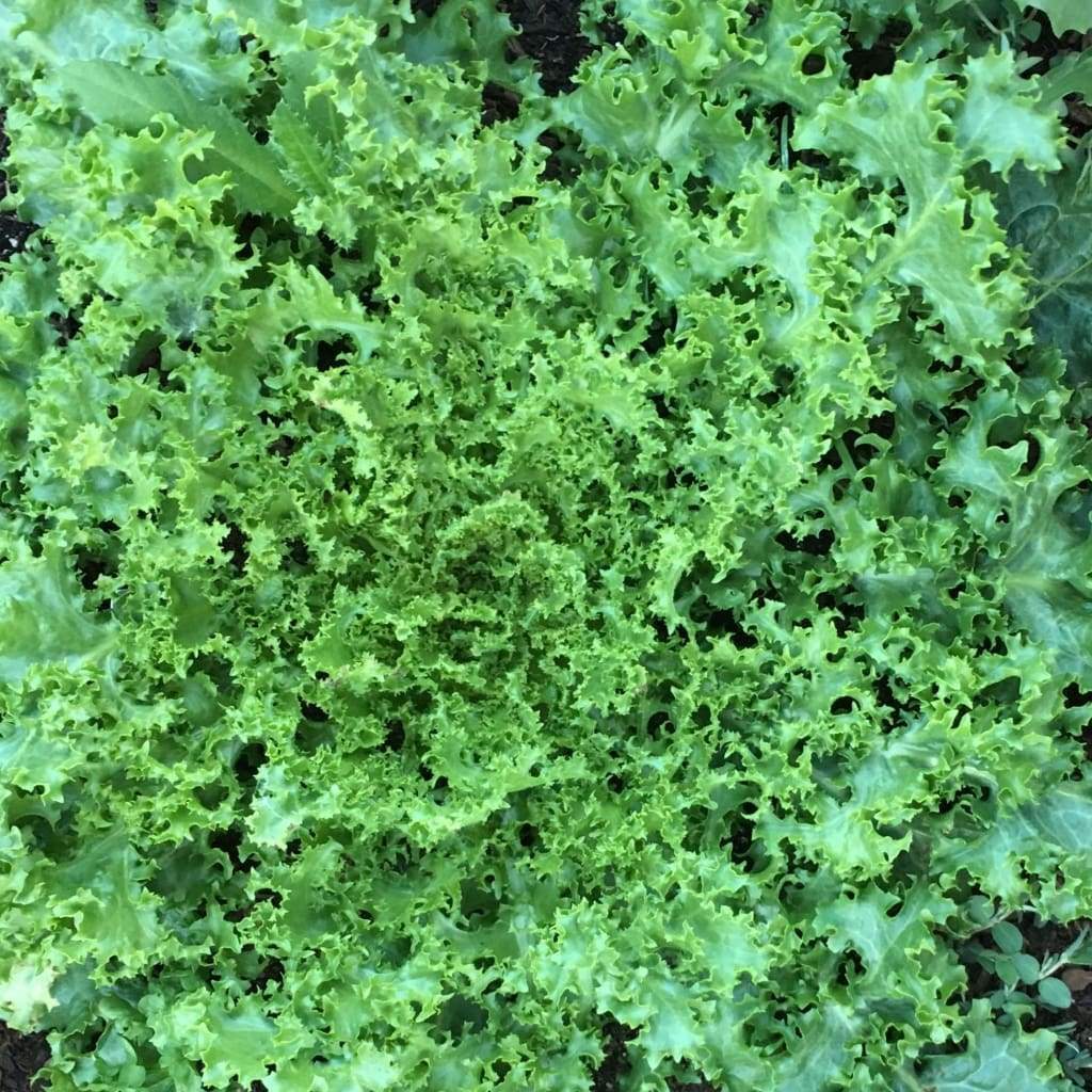 500+ Endive Green Curled Ruffec Garden NON-GMO Vegetable Seeds | www.seedsplantworld.com