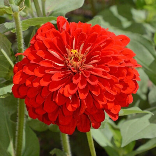 100+ Scarlet Flame Red Zinnia Elegans Flower Seeds | www.seedsplantworld.com