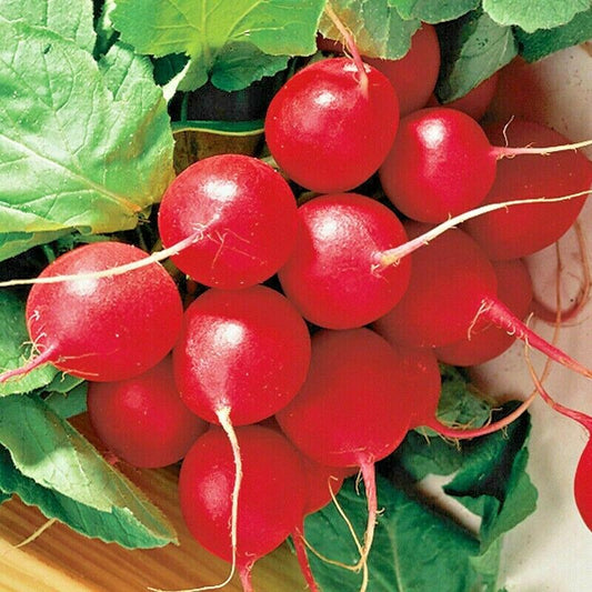 300 Cherry Radish Vegetable Seeds | www.seedsplantworld.com