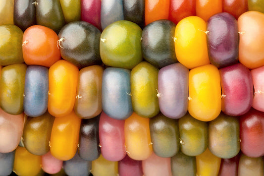 30 Glass Gem Corn Mixed Colors Ornamental Edible Zea Mays Heirloom Veggie Seeds | www.seedsplantworld.com