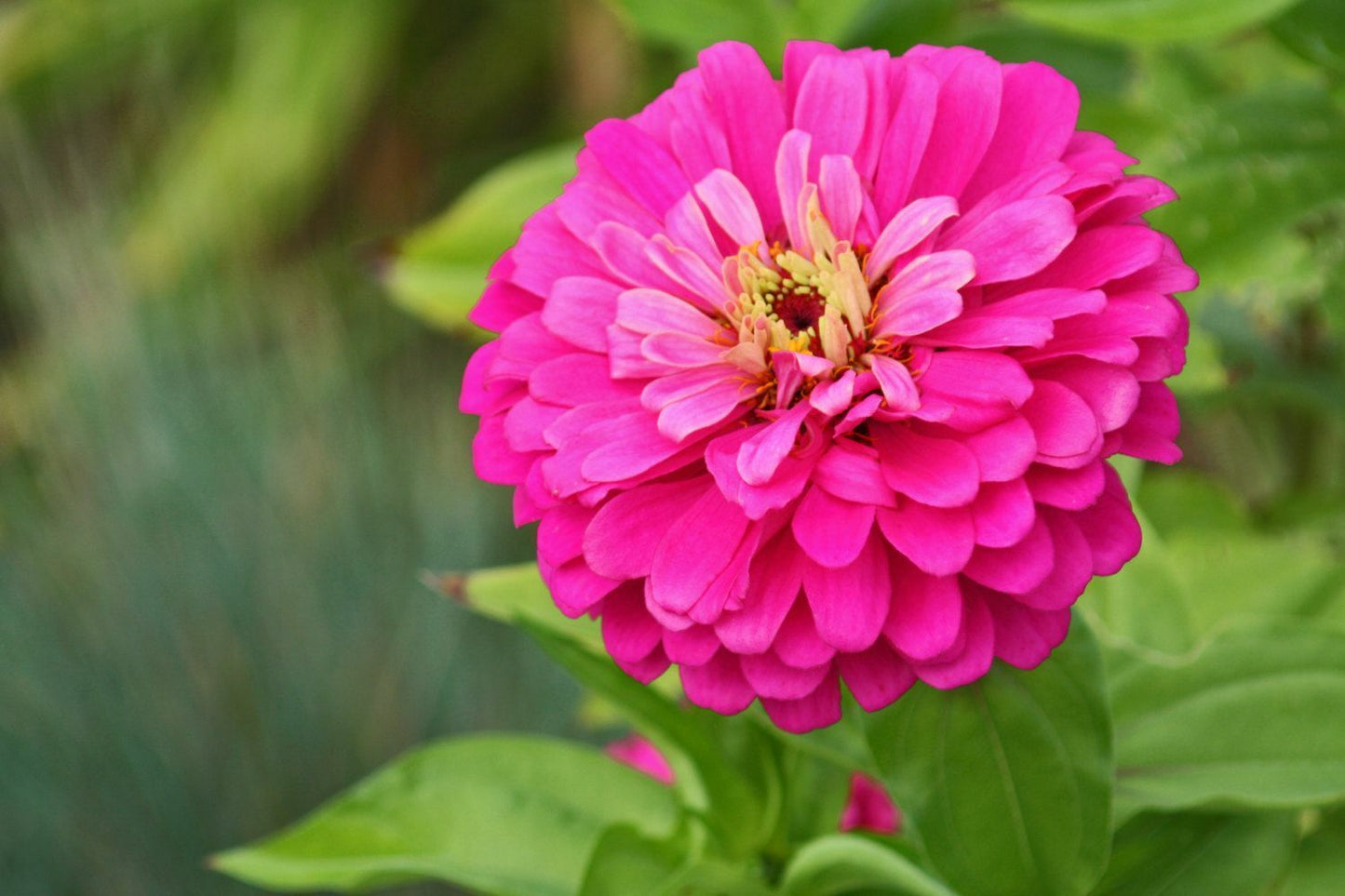 301 Rose Zinnia Flower Seeds