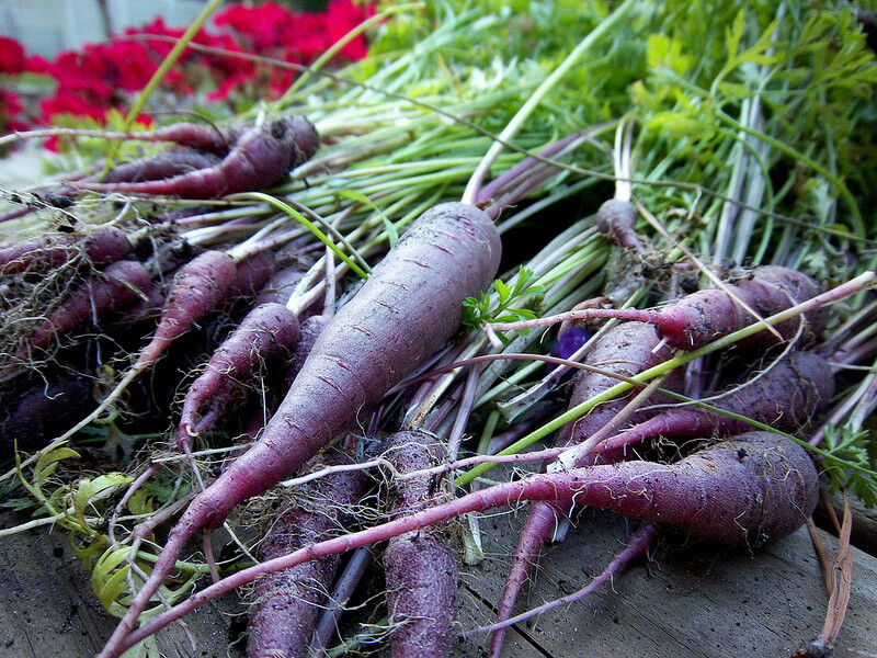 120 Carrot Cosmic Purple Vegetable Seeds | www.seedsplantworld.com