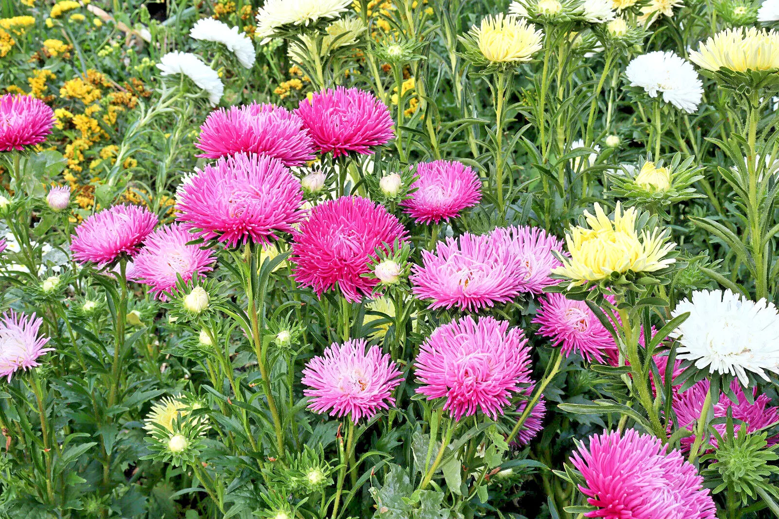 30 Rose Pink Needle Aster Callistephus Chinensis Unicom Flower Seeds | www.seedsplantworld.com