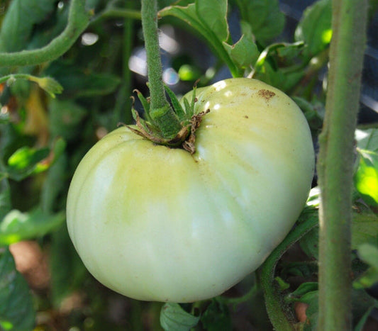 50 Ct White Wonder Beefsteak Tomato Heirloom Vegetable Seeds | www.seedsplantworld.com