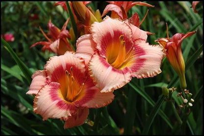 2 Daylily Strawberry Candy Reblooming Perennial Flower Bulb Bareroot Plants