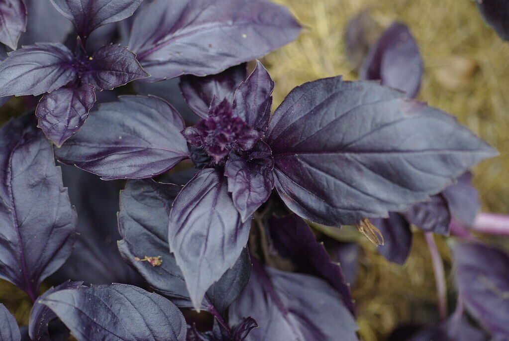 200+ Red Rubin Basil Ocimum Basilicum Fragrant Herb Seeds | www.seedsplantworld.com