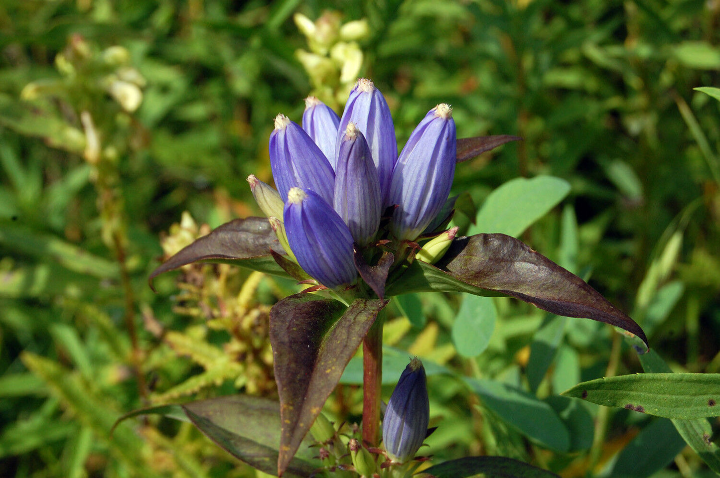 570 Bottle Gentian Gall Flower Blue Perennial Flower Seeds | www.seedsplantworld.com