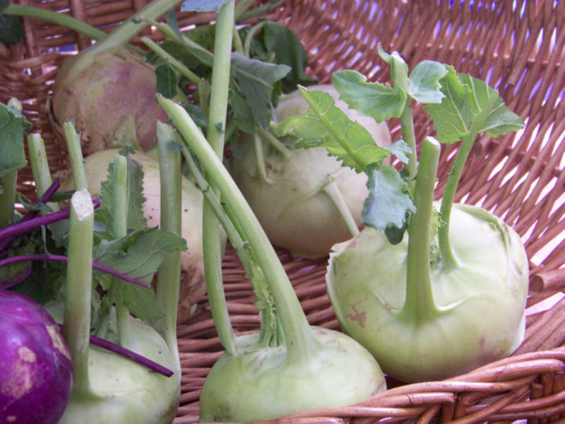 400 Kohlrabi Early White Vienna Vegetable Seeds | www.seedsplantworld.com