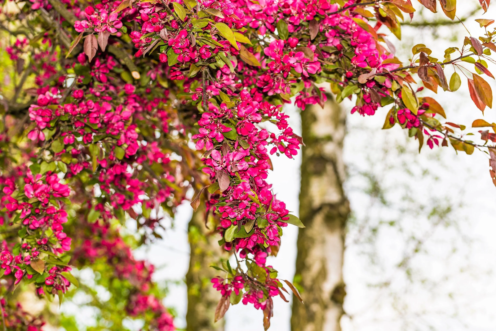 25 Red Flowering Currant Ribes Sanguineum Blue Black Berry Fruit Shrub Seeds | www.seedsplantworld.com