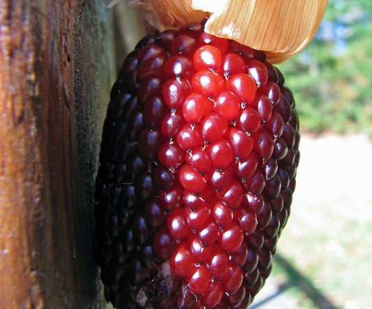 35 Corn Strawberry Popcorn Vegetable Seeds | www.seedsplantworld.com