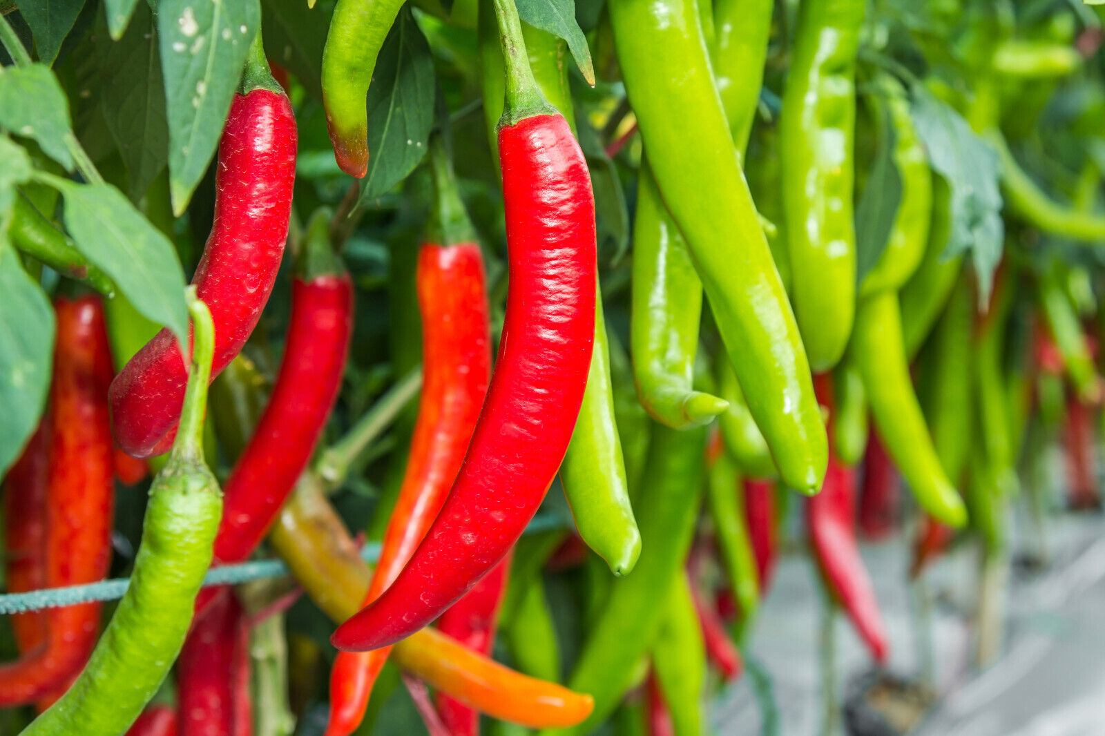 100 Big Jim Pepper Green To Red Big 12" Chili Mild Heat Capsicum Vegetable Seeds | www.seedsplantworld.com