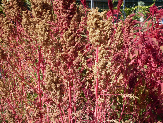 50 Organic Red Aztec Spinach Huauzontle Chenopodium Berlandieri Vegetable Seeds | www.seedsplantworld.com