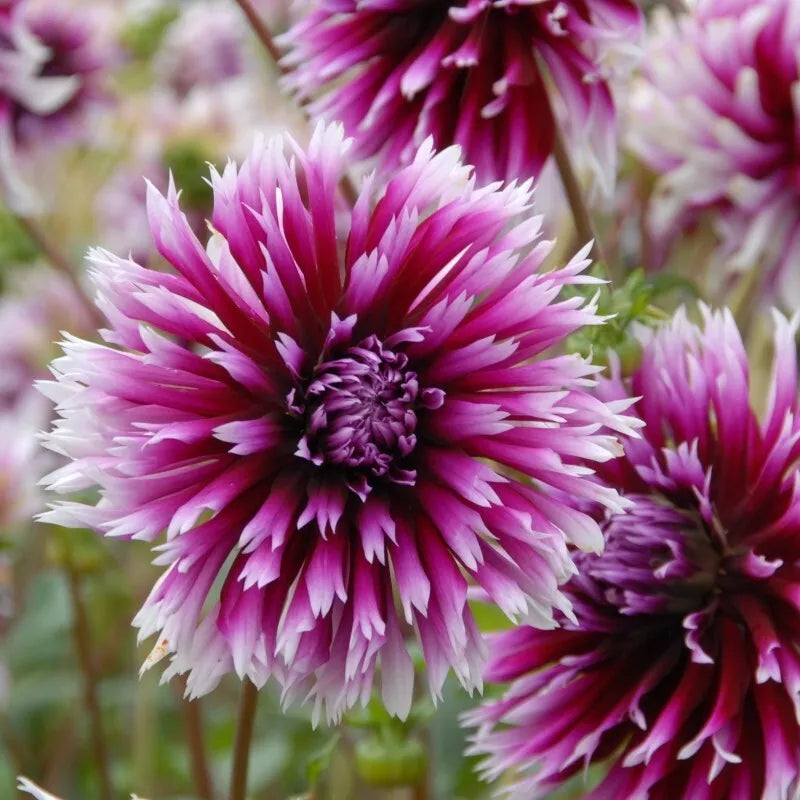 2 Alauna Clair Obscur Cactus Dahlia Bulb Tuber Clumps Stunning Variety Bulbs Plant