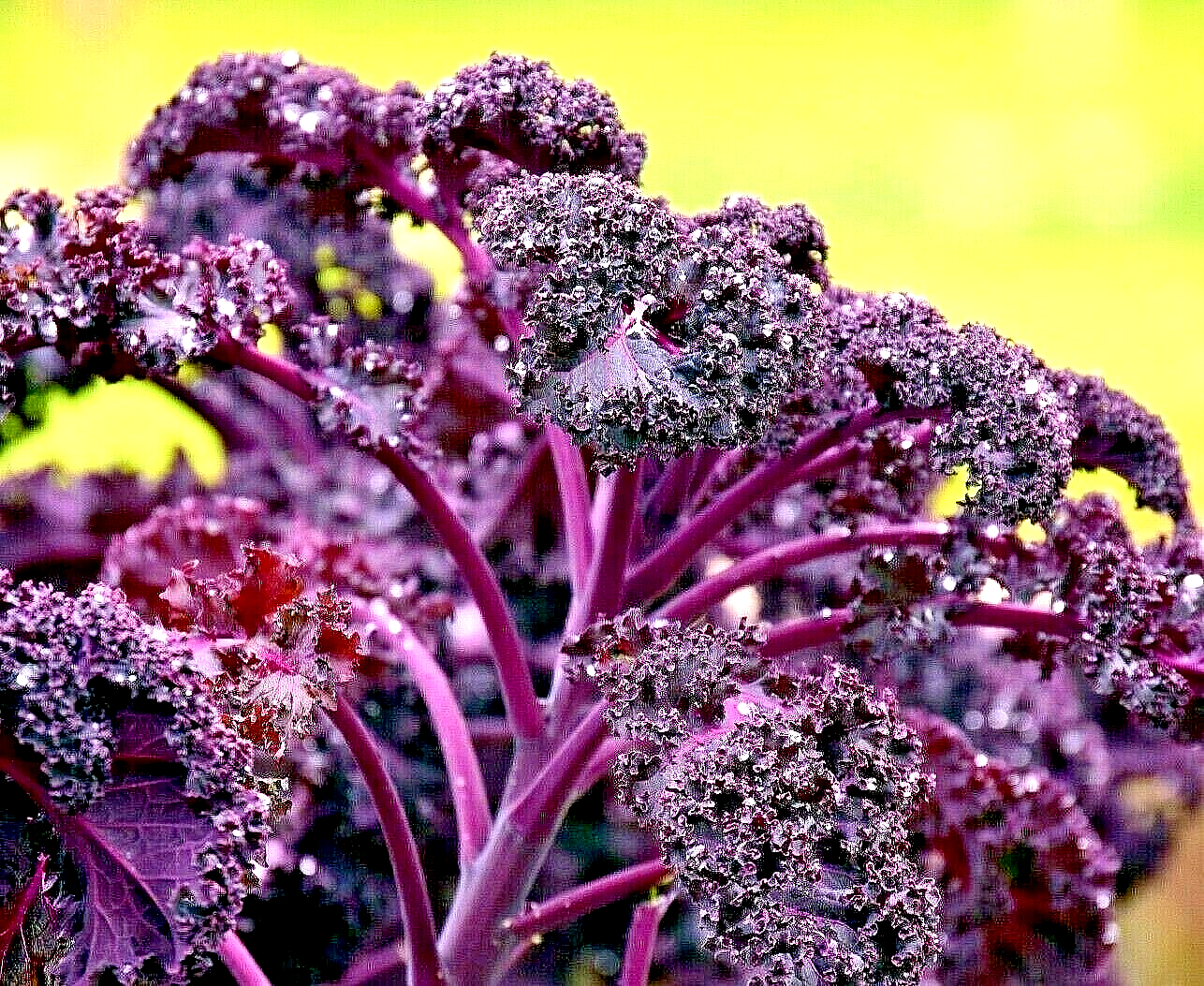 300 Kale Ornamental Borecole Red Vegetable Seeds | www.seedsplantworld.com